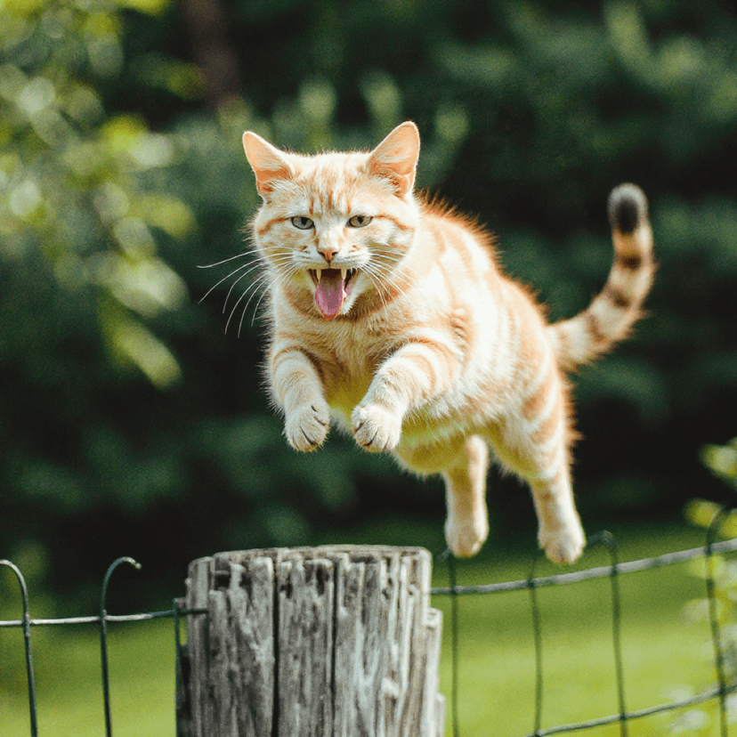 Pet Portrait Gallery image 2