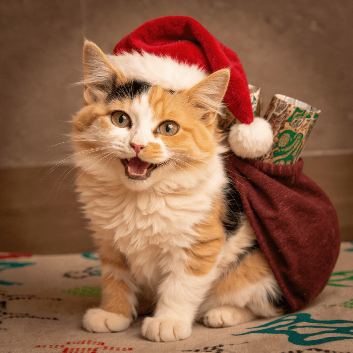 Bombay Cat Santa Christmas