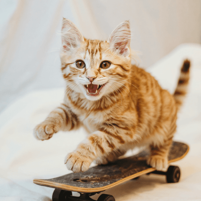 Norwegian Forest Cat