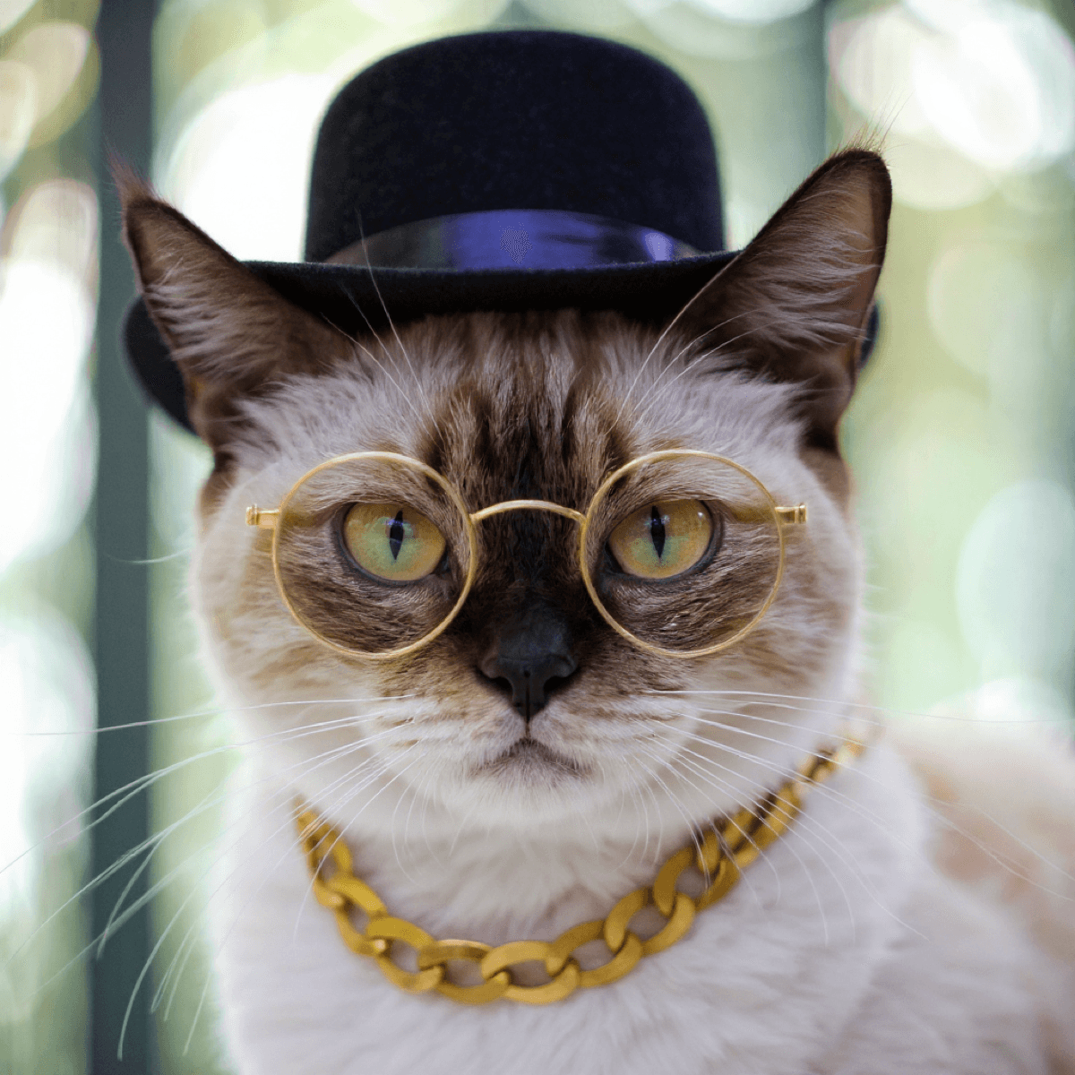Siamese Cat Gold Chain Hat Glasses - AI pet portraits