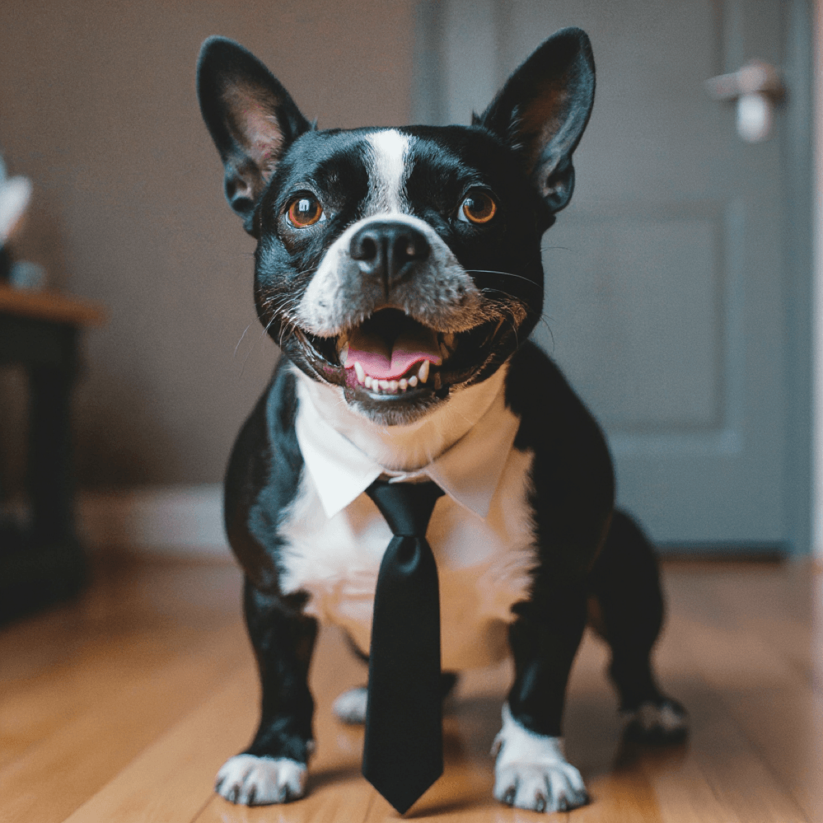 Noir Boston Terrier Portrait Tie - Dog portraits
