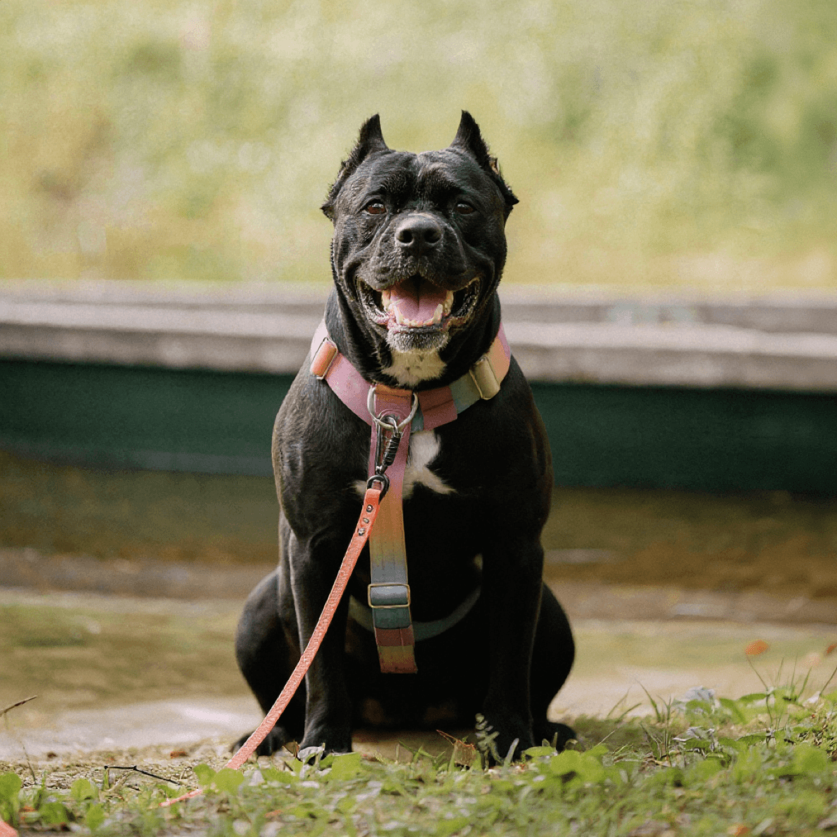 Hong Kong Cane Corso Portrait - Dog portraits
