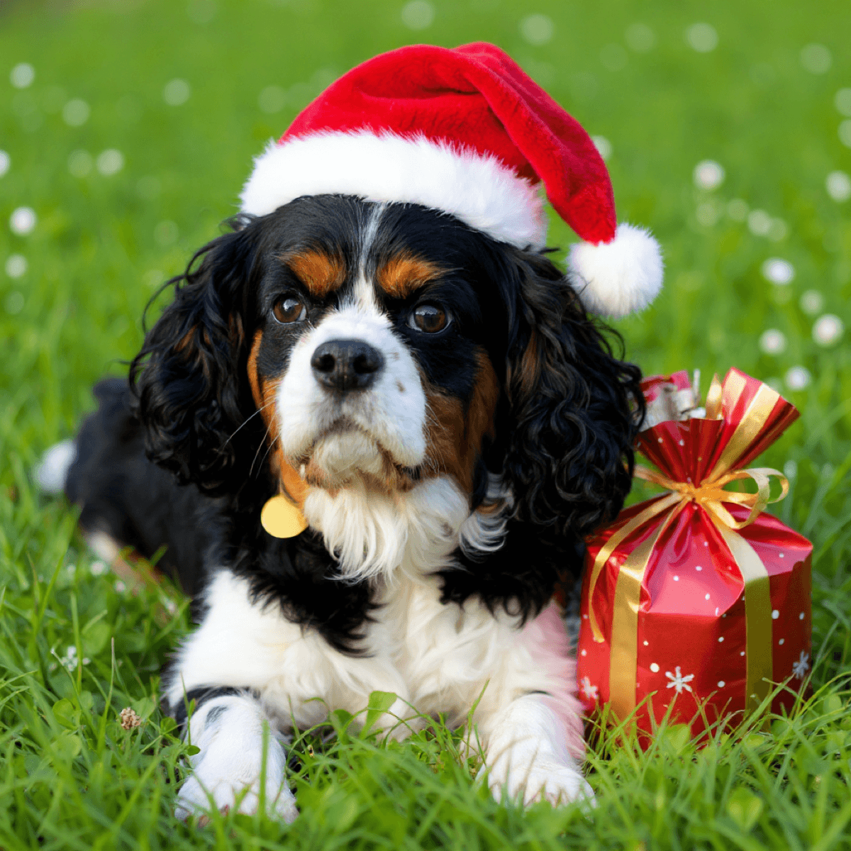 Christmas Cavalier King Charles Spaniel Santa Gifts - Dog portraits