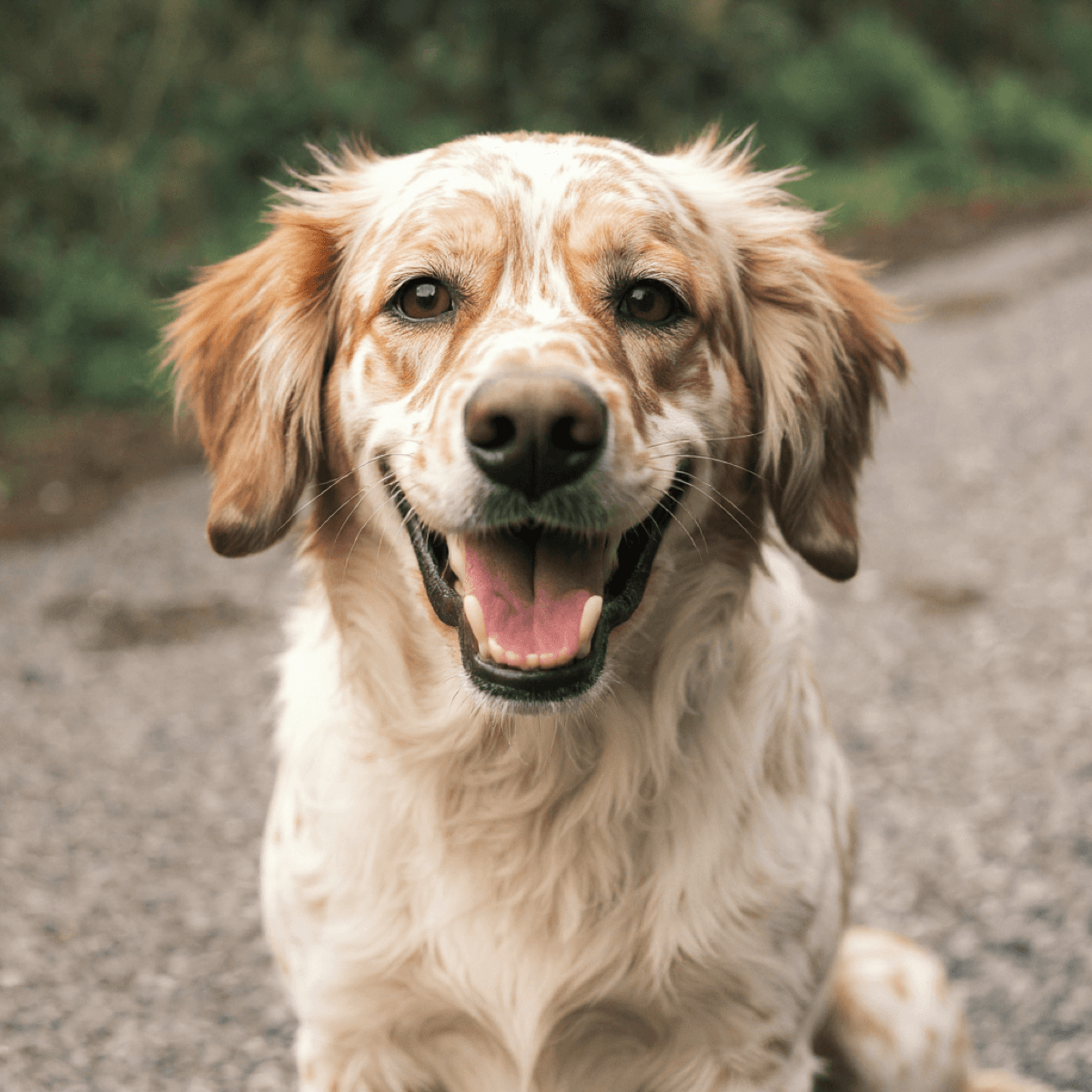 Dutch English Setter Portrait - Dog portraits