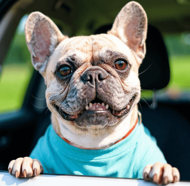 Indonesian French Bulldog Chilling In A Car - Dog portraits