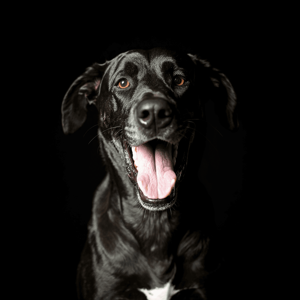 Great Dane Portrait - Dog portraits