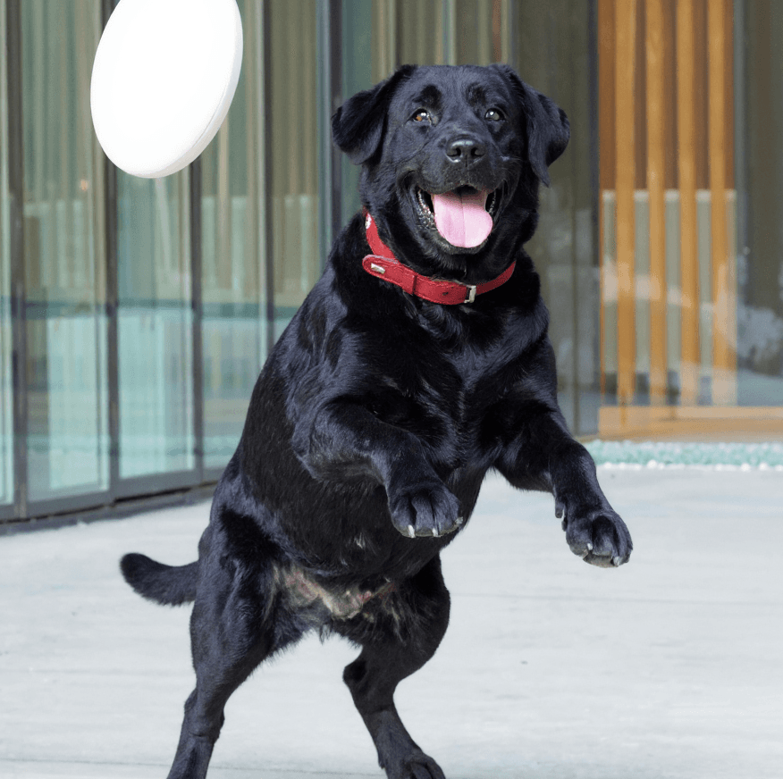 Labrador Retriever Jump - Dog portraits