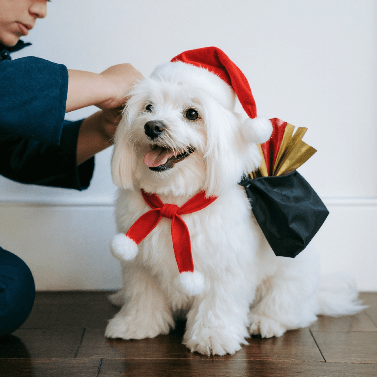 Brazil Maltese Christmas Santa Gifts - Dog portraits