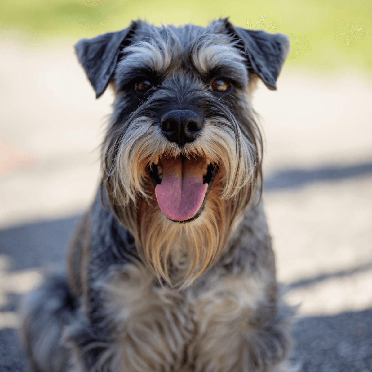 Singapore Miniature Schnauzer Portrait - Dog portraits