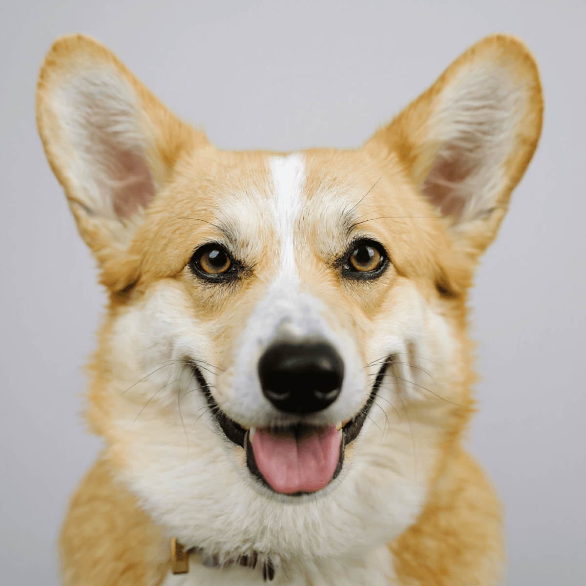 Corgi Pembroke Welsh Portrait - Dog portraits
