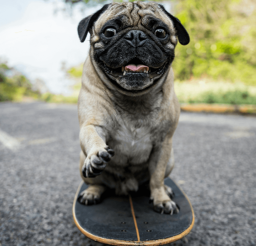 Usa Pug On Skateboard 2 - Dog portraits