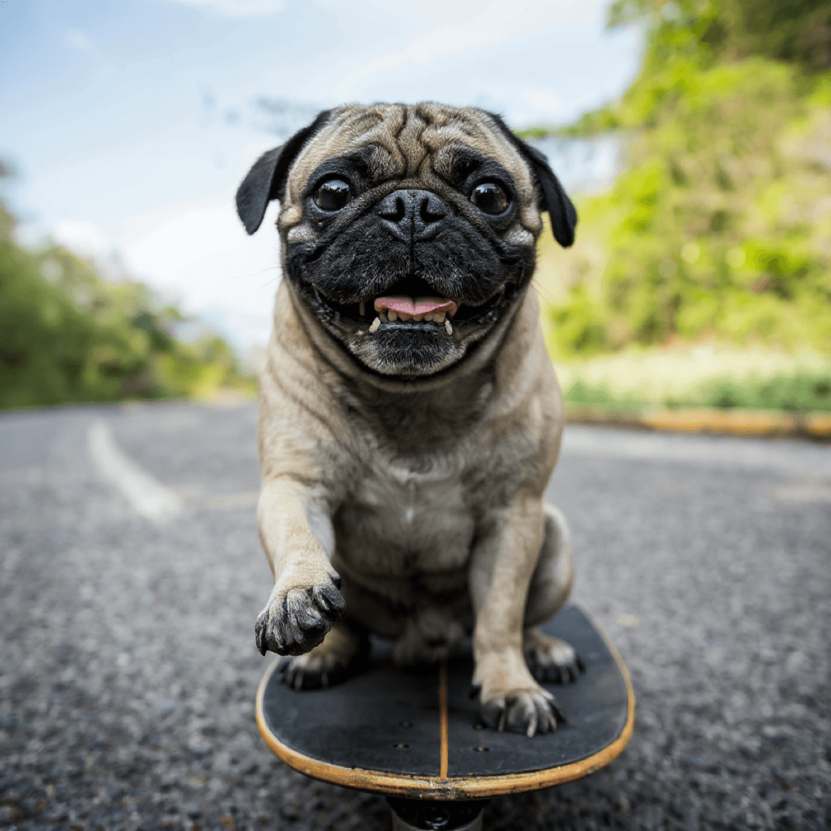 Italian Pug On Skateboard - Dog portraits