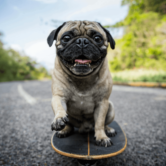 Pug On Skateboard - custom AI dog portraits