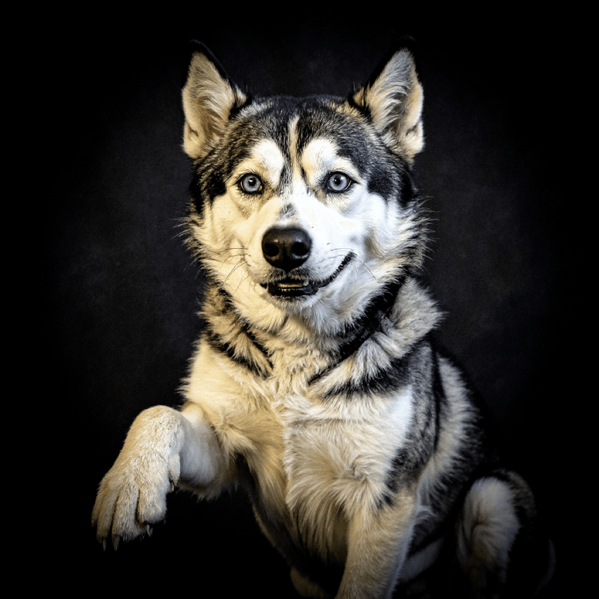 Arabic Siberian Husky High FIve - Dog portraits