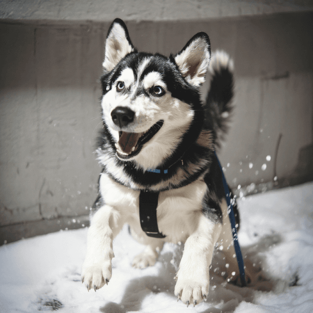 Husky Siberian Jumping Snow - custom AI dog portraits