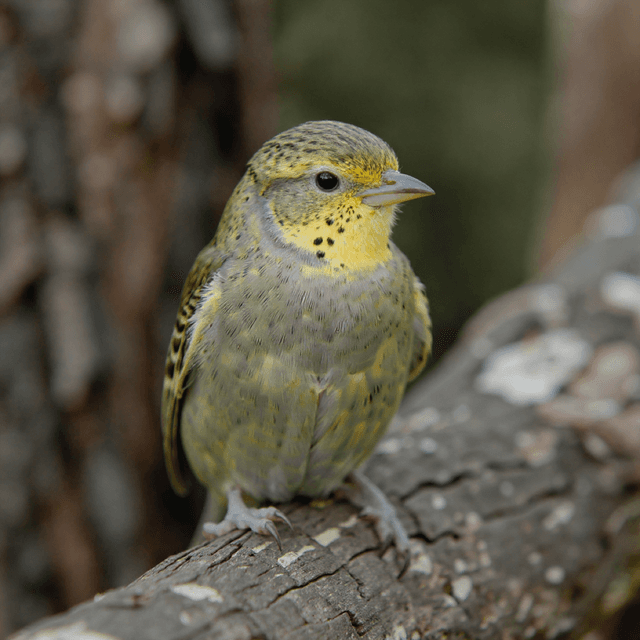 Lizard Bugie Bird Portrait - dog portrait AI generator