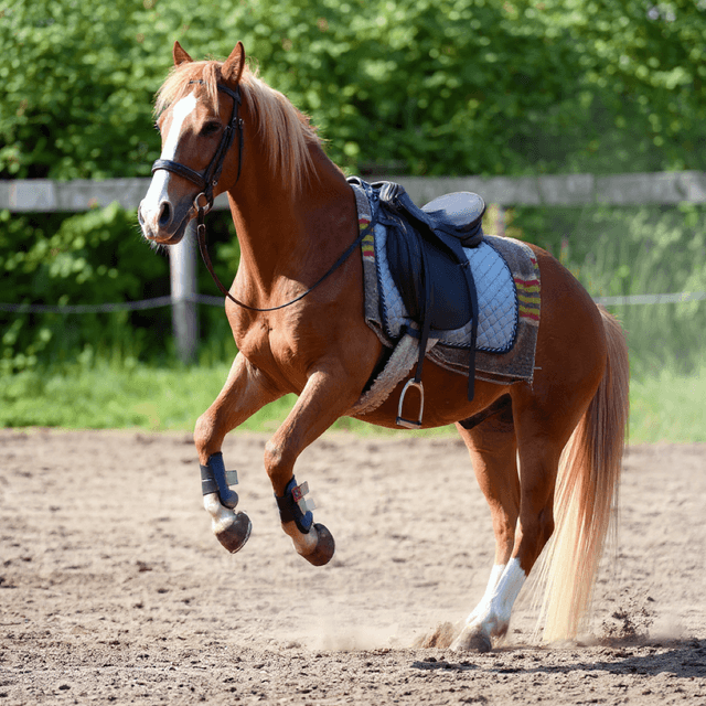 Horse Dutch Warmblood Portrait - pet portraits from photo