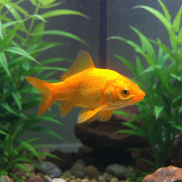 Rabbit Goldfish Portrait Aquarium 1 - dog portrait AI generator