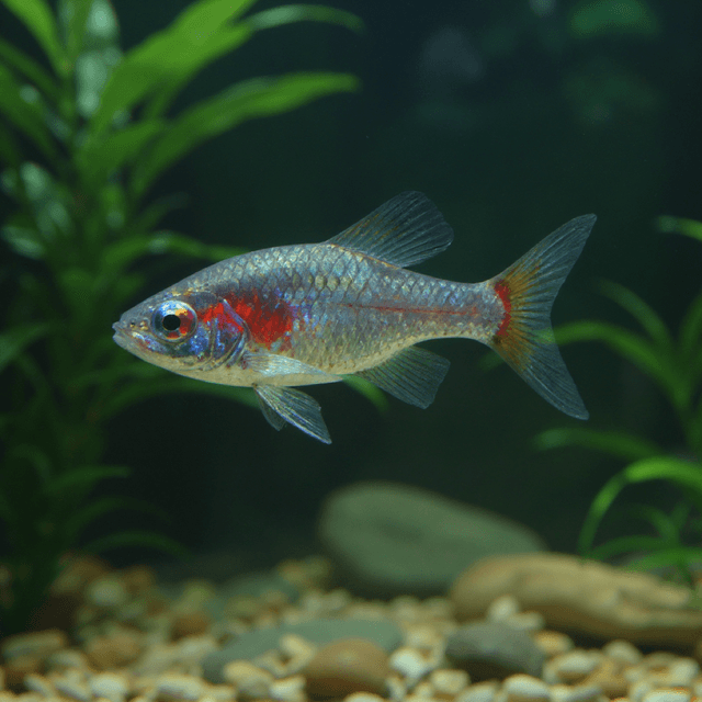 Lizard Neon Tetra Fish Portrait Aquarium - pet portraits from photo