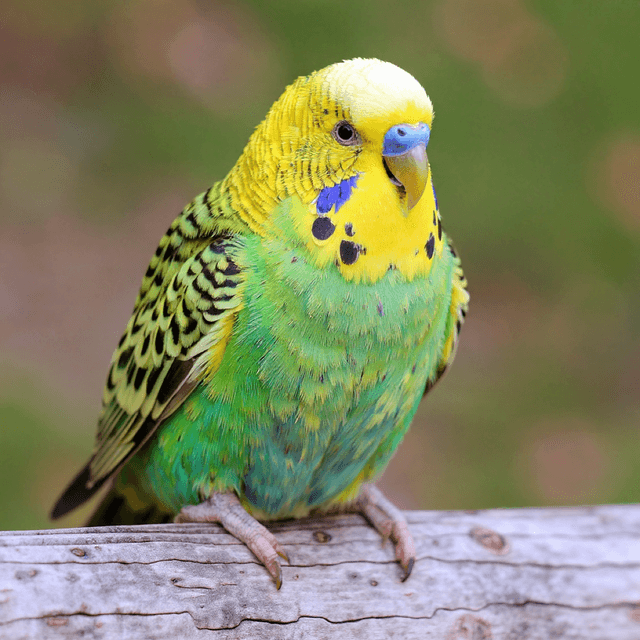 Guinea Pig Parakeet Bird Portrait - AI pet art styles