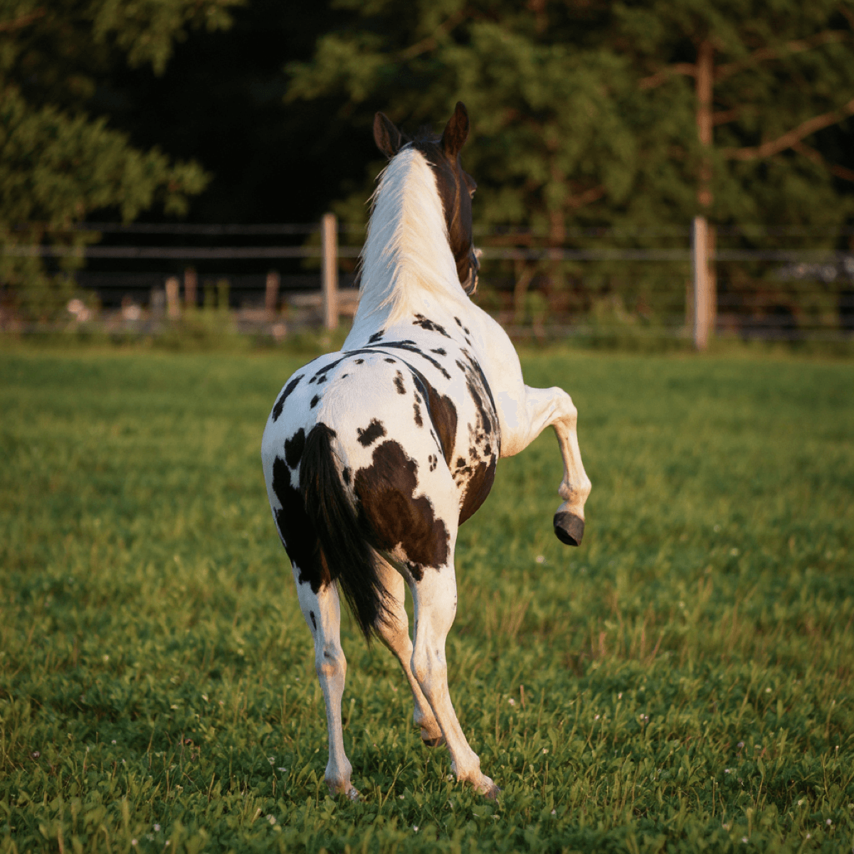 Horse American Paint Portrait - Dog portraits