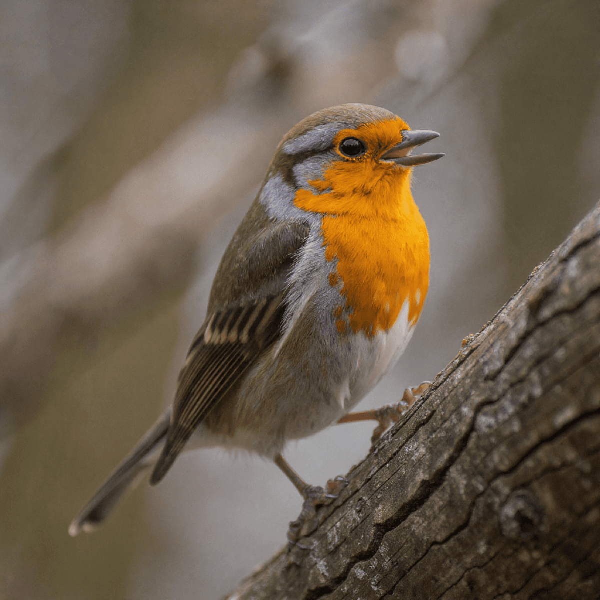 Hamster Lovebird Portrait 2 - Dog portraits