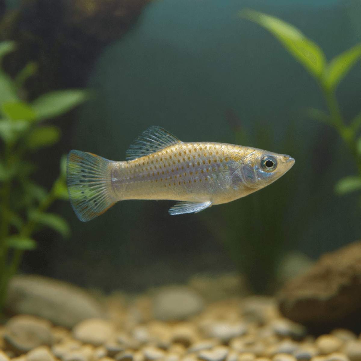 Guinea Pig Molly Fish Portrait Aquarium 4 - Dog portraits