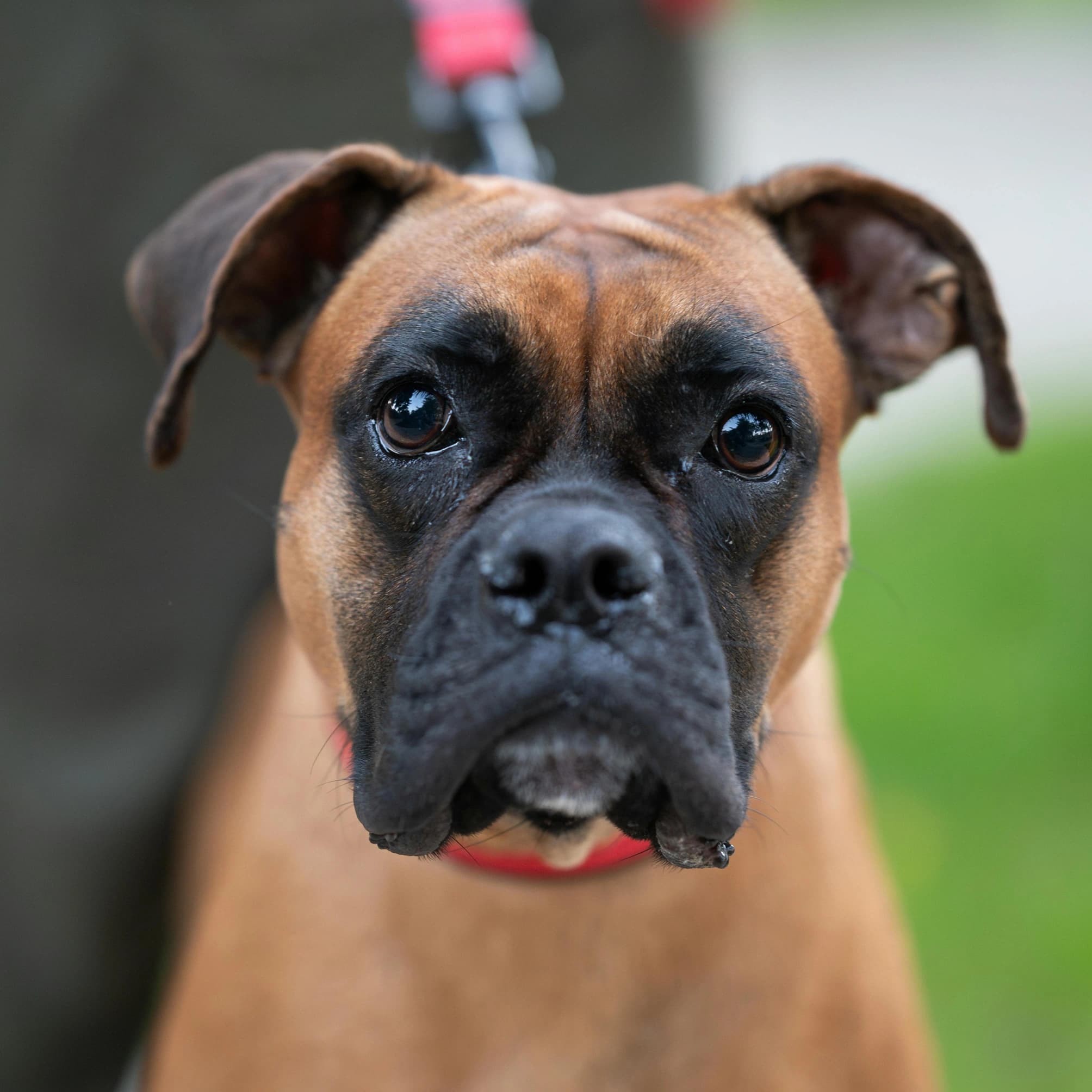 Gangster Boxer - Before