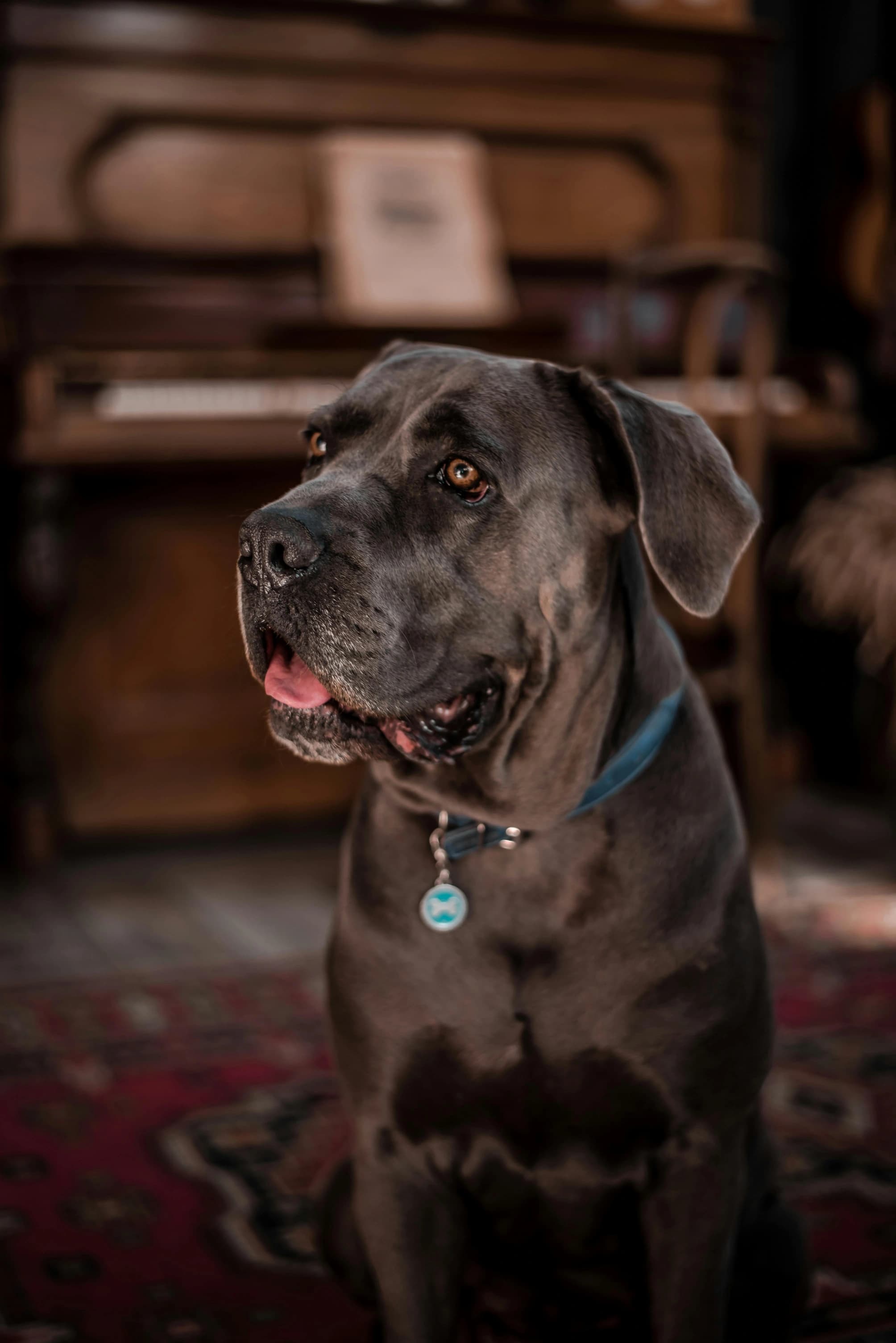 White Hat Cane Corso - Before
