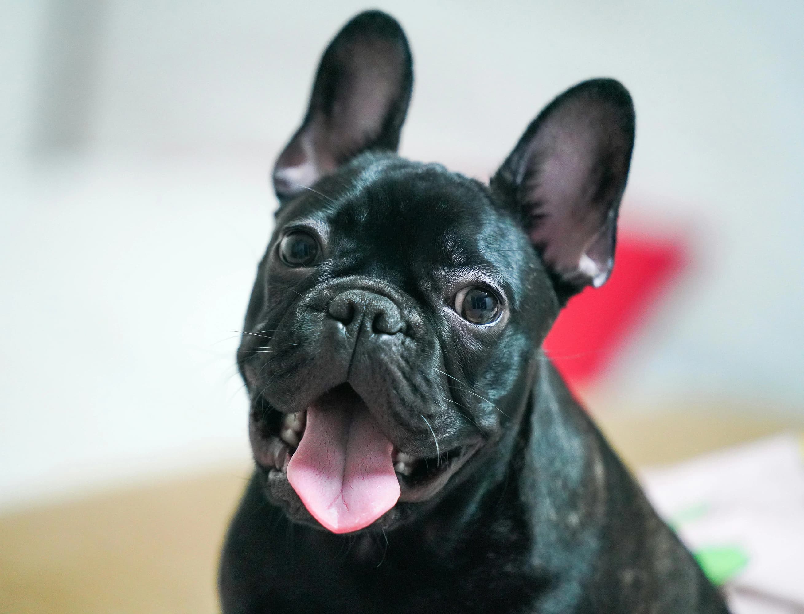 Tuxido Bulldog - Before