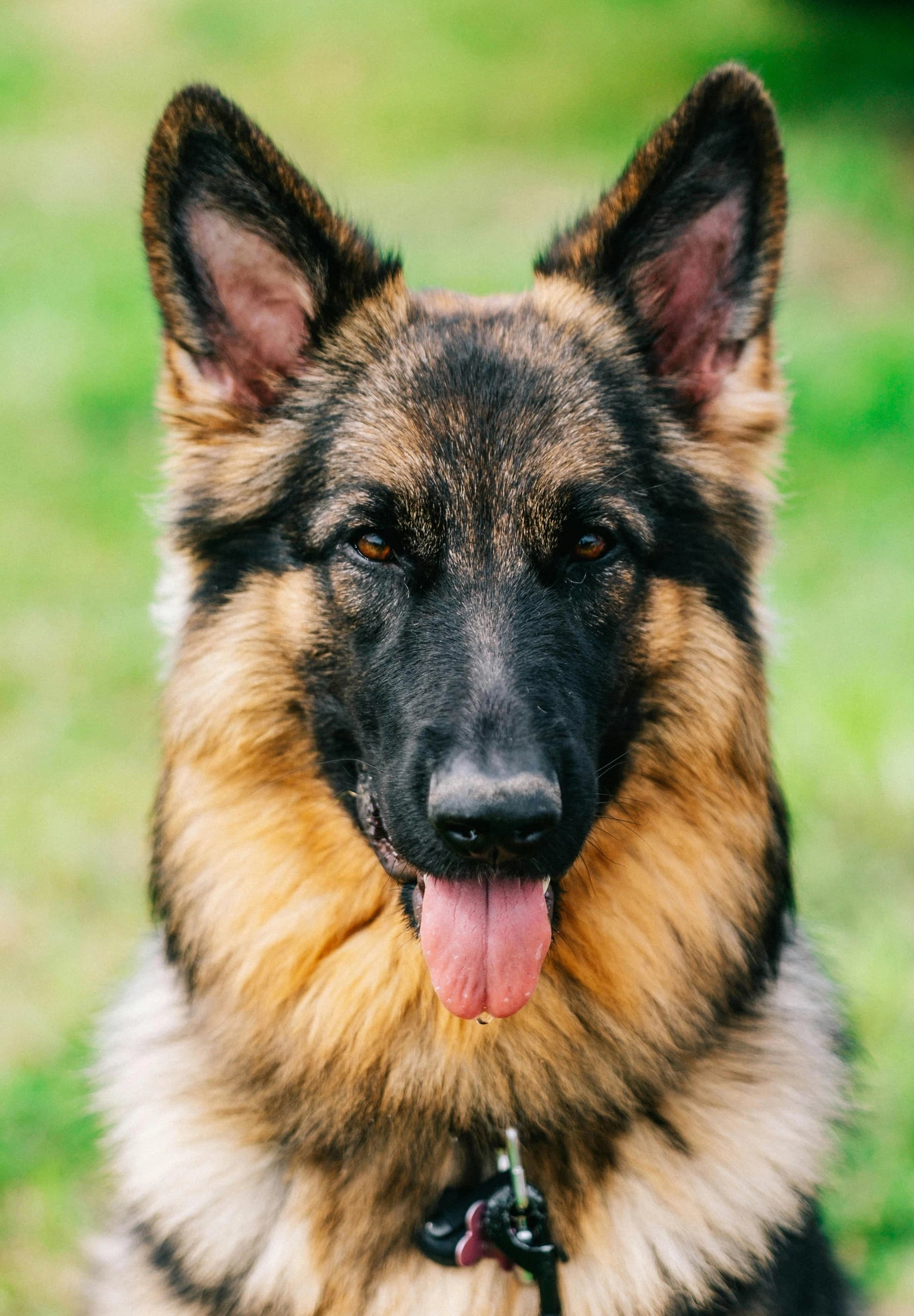 Monochrome German Shepherd - Before