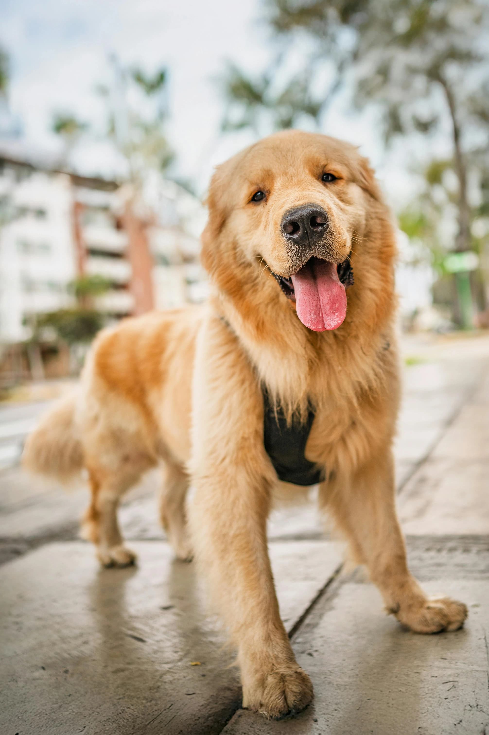 Sun Hat Golden Retriever - Before