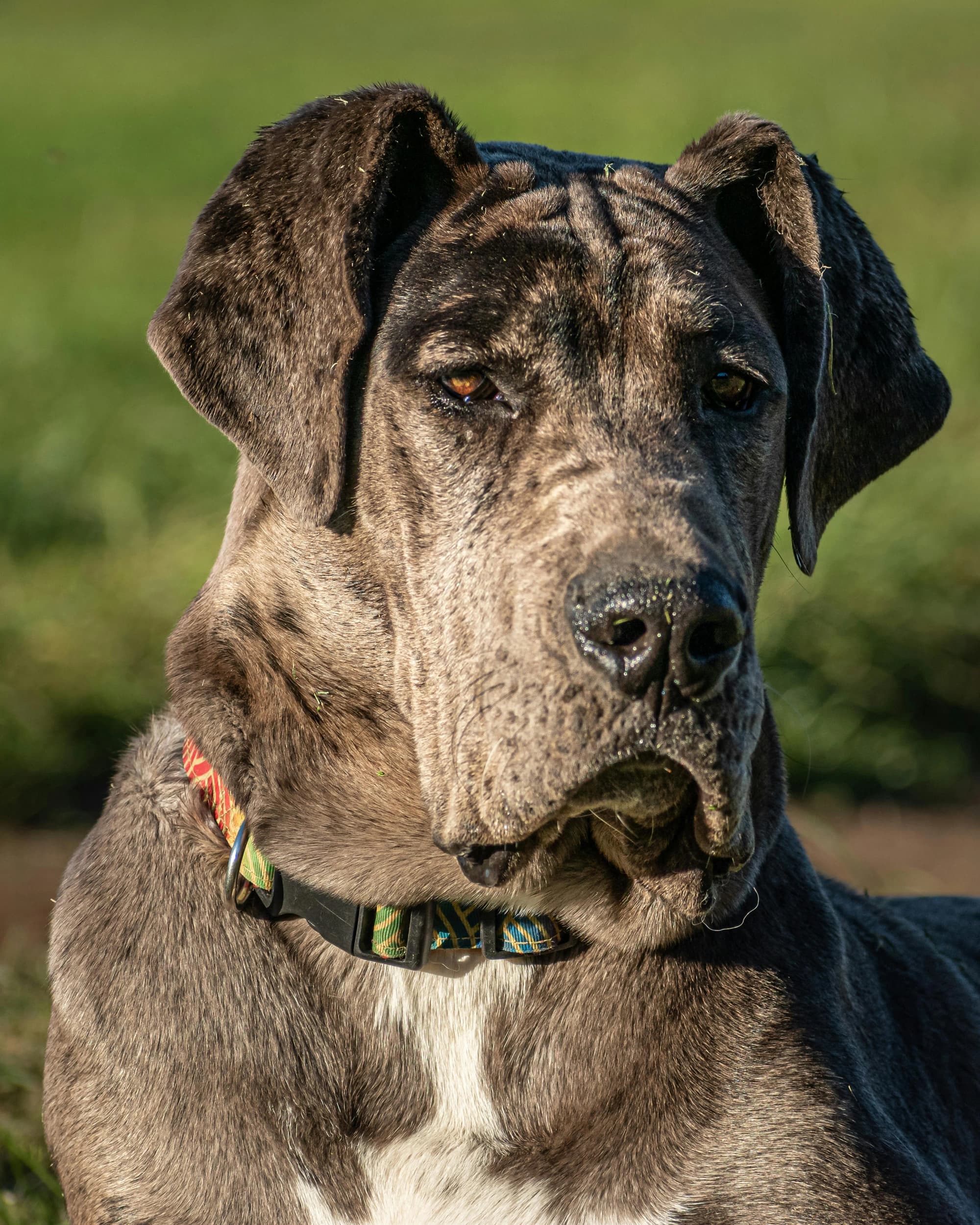 Halloween Great Dane - Before