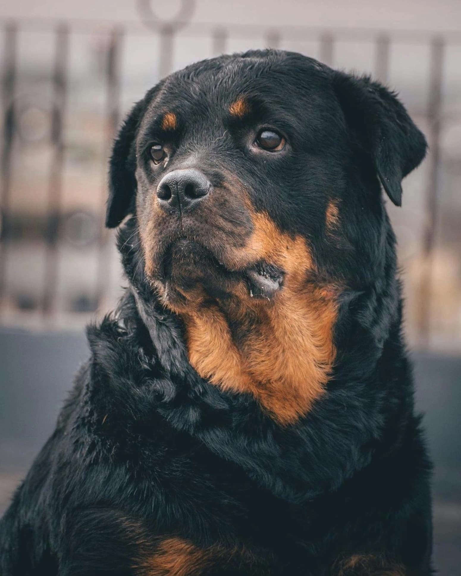 Rottweiler Santa - Before