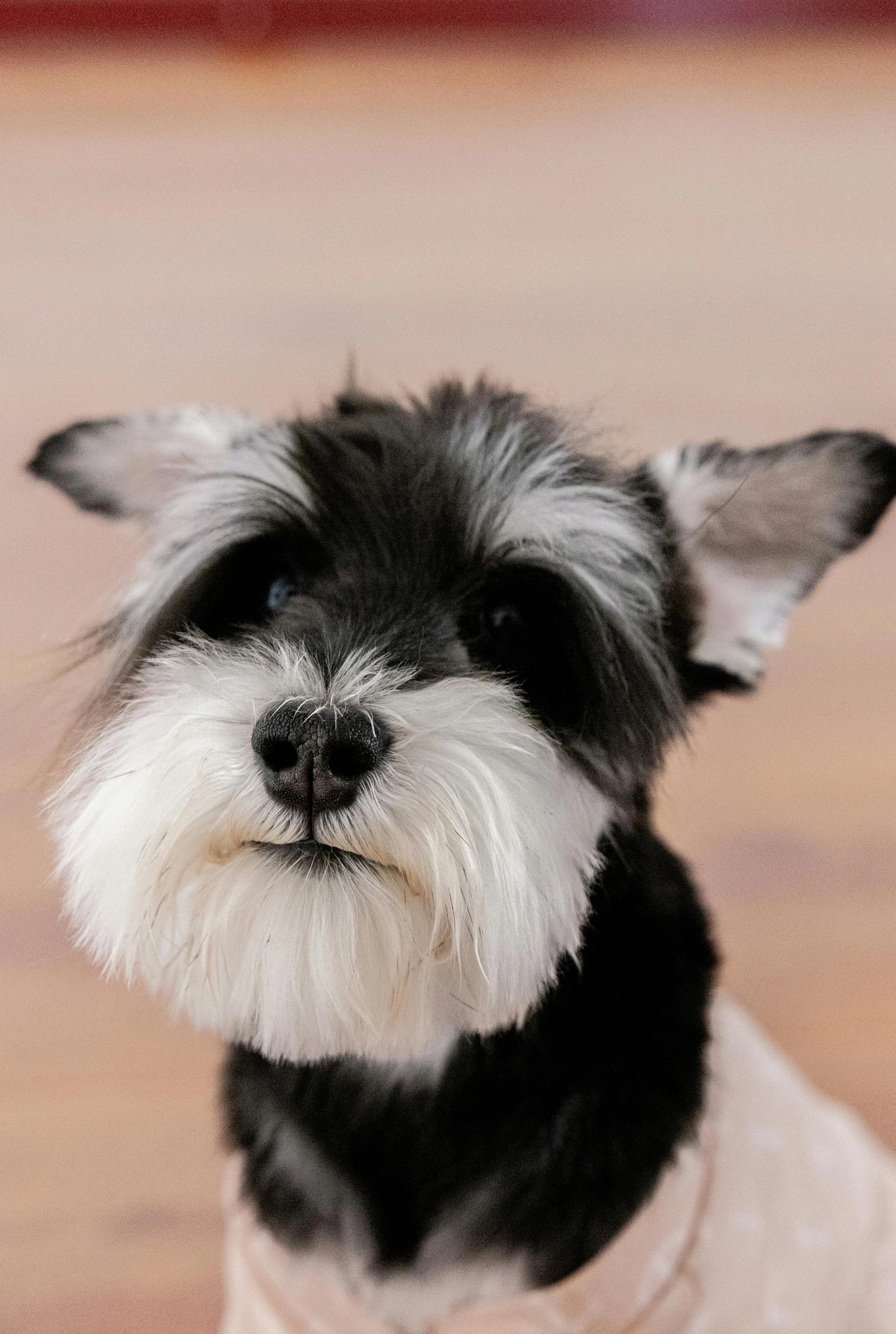 Abstract Shih Tzu - Before