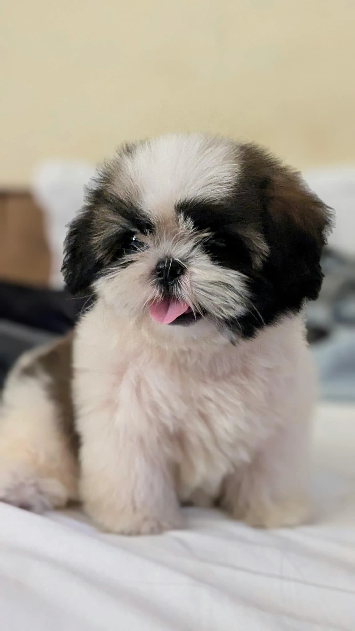 Vacation Shih Tzu - Before